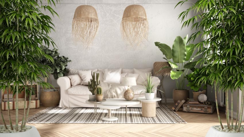Hermosa sala de estar con sofás, alfombras, luces colgantes y plantas de bambú en macetas