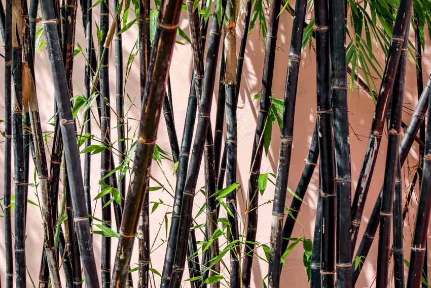 Plantas de interior de bambú negro