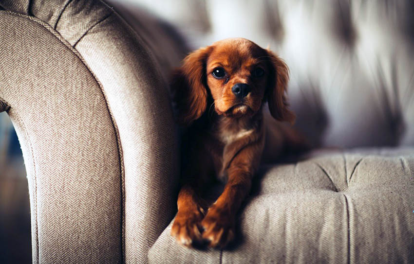 perro en el sofá