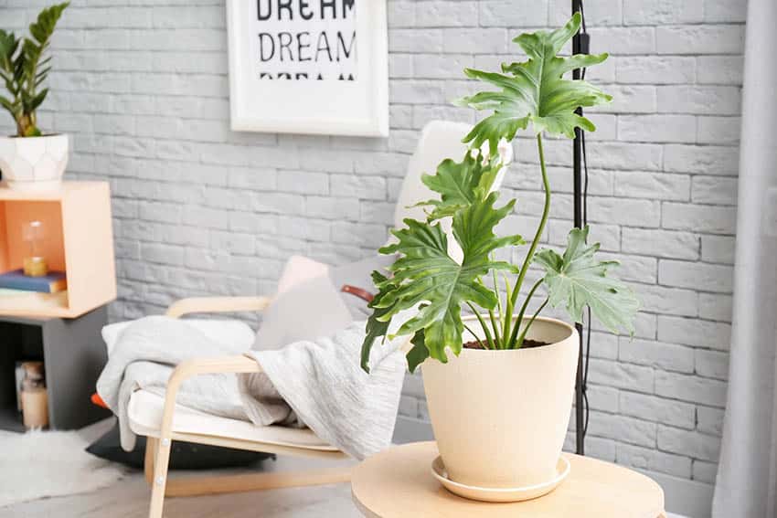 Sala de estar con planta de filodendro en una mesa pequeña