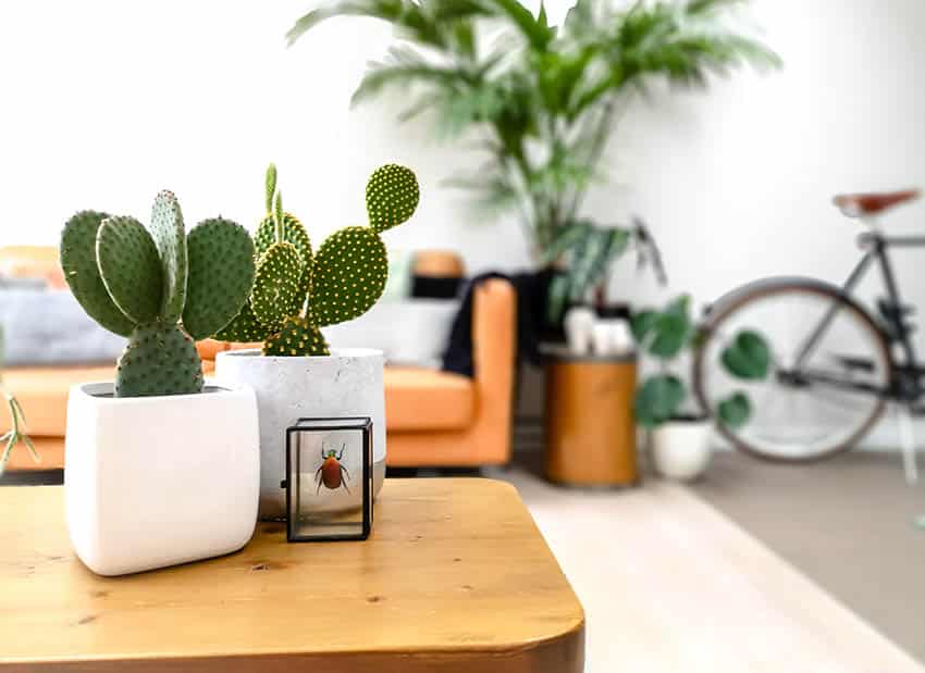 Sala de estar con pequeños cactus de interior en maceta sobre una mesa de café
